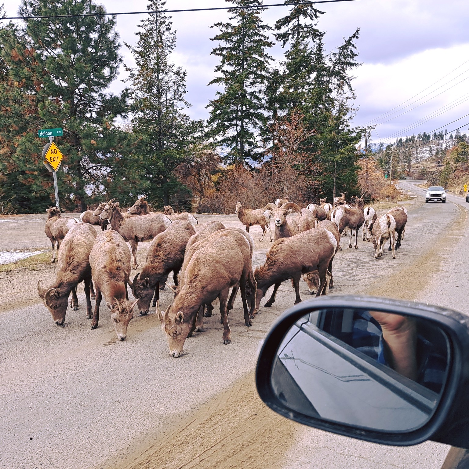 Sheep or Goats? Can you tell the difference? On our way to do outreach in our city ... saw this family of mountain sheep. "My sheep listen to My voice, and I know them, and they follow Me;" John 10:27 
. 
.
