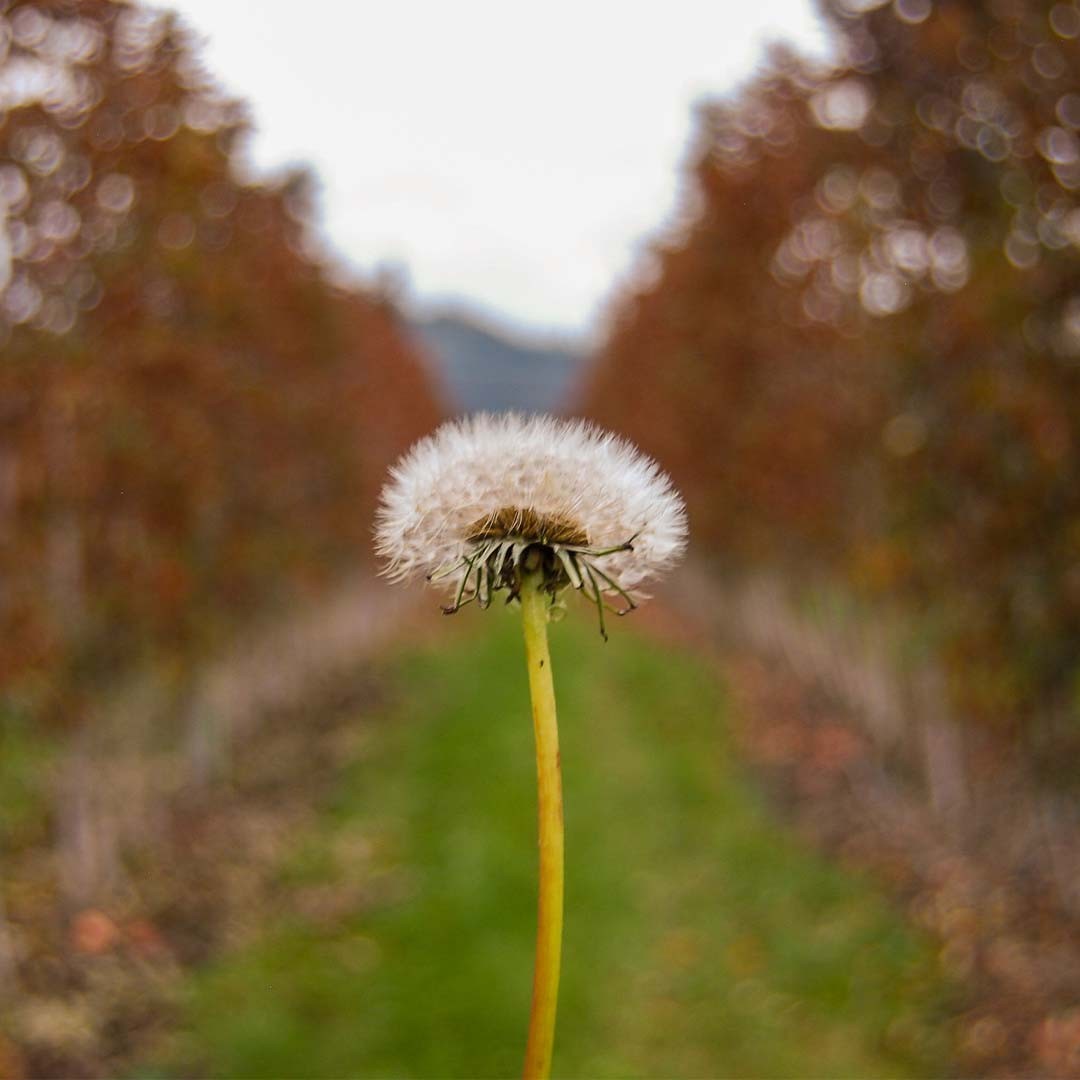 The seeds of promise. It's a new year. Your ideas, intent, and desires could seed a future you want to live in. Your ability to create future realities with your intent is palpable. So we pray that Holy Spirit would blow on the things God would want to lead you in. That you may be led to create future realities with God this year.
.
.
.
.
.